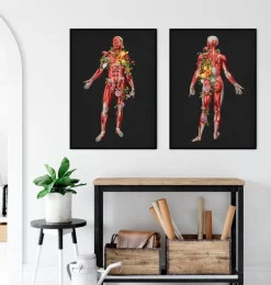 Codex Anatomicus Full Body Anatomy^Muscular system, back - Floral - Black