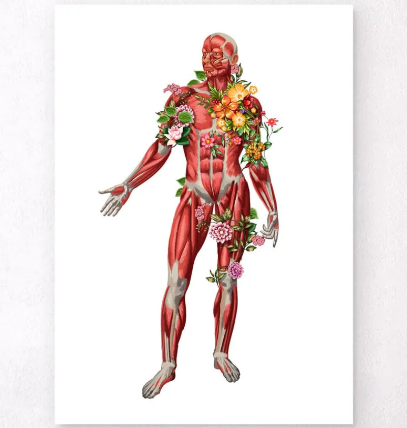 Codex Anatomicus Full Body Anatomy^Muscular system, front - Floral - White