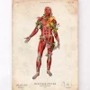 Codex Anatomicus Full Body Anatomy^Muscular system, front - Floral - Vintage
