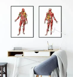 Codex Anatomicus Full Body Anatomy^Muscular system, front - Floral - White