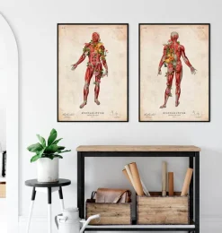 Codex Anatomicus Full Body Anatomy^Muscular system, front - Floral - Vintage