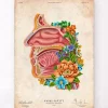 Codex Anatomicus Head & Face^Nasal cavity - Floral - Vintage