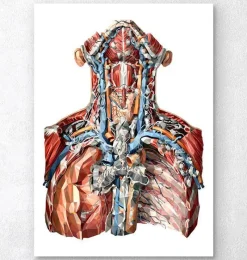 Codex Anatomicus Various Organs | Head & Face^Neck arteries and lymphatic system anatomy art