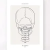 Codex Anatomicus Skull & Skeleton^Neck bones - Line Art