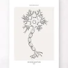 Codex Anatomicus Brain Anatomy^Neuron anatomy - Line Art