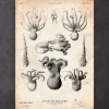 Codex Anatomicus Animal Anatomy^Octopus anatomy print