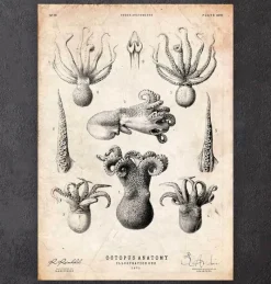 Codex Anatomicus Animal Anatomy^Octopus anatomy print