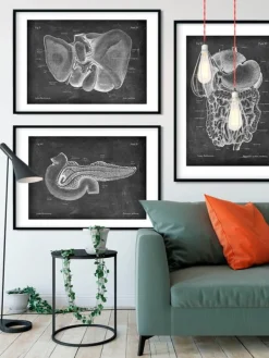 Codex Anatomicus Digestive System^Pancreas anatomy - Chalkboard