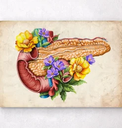 Codex Anatomicus Digestive System^Pancreas anatomy - Floral - Vintage
