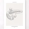 Codex Anatomicus Digestive System^Pancreas anatomy - Line Art