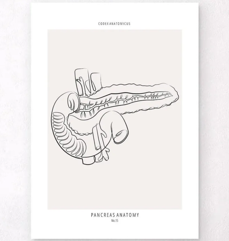 Codex Anatomicus Digestive System^Pancreas anatomy - Line Art