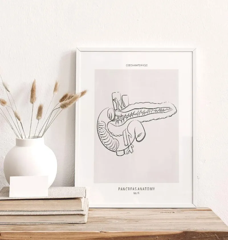 Codex Anatomicus Digestive System^Pancreas anatomy - Line Art