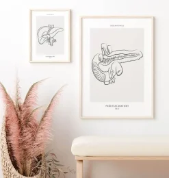 Codex Anatomicus Digestive System^Pancreas anatomy - Line Art