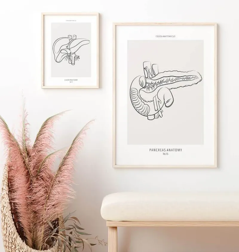 Codex Anatomicus Digestive System^Pancreas anatomy - Line Art