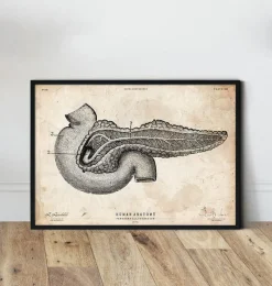 Codex Anatomicus Digestive System^Pancreas anatomy art