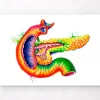 Codex Anatomicus Various Organs | Digestive System^Pancreas anatomy art - Watercolor splash