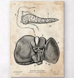 Codex Anatomicus Digestive System | Kidney & Liver^Pancreas and liver anatomy poster