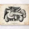 Codex Anatomicus Digestive System | Kidney & Liver^Pancreas, liver and gallbladder anatomy art print