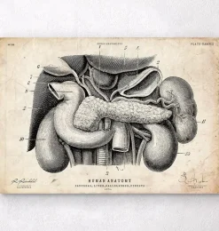 Codex Anatomicus Digestive System | Kidney & Liver^Pancreas, liver and gallbladder anatomy art print
