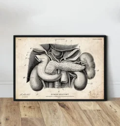 Codex Anatomicus Digestive System | Kidney & Liver^Pancreas, liver and gallbladder anatomy art print