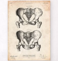 Codex Anatomicus Skull & Skeleton^Pelvic bones anatomy - Male & Female