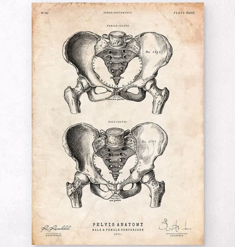 Codex Anatomicus Skull & Skeleton^Pelvic bones anatomy - Male & Female