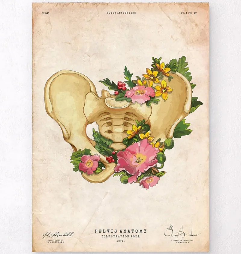 Codex Anatomicus Skull & Skeleton^Pelvis anatomy - Floral - Vintage