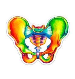 Codex Anatomicus Stickers^Pelvis anatomy sticker - Watercolor Splash