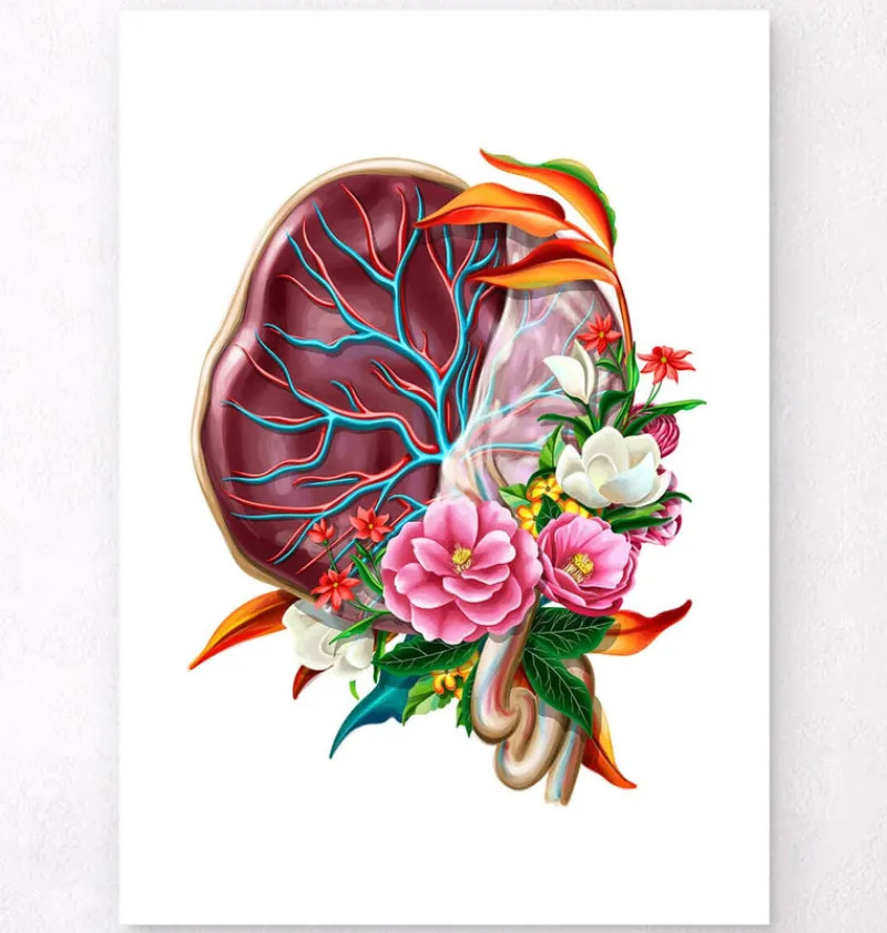 Codex Anatomicus Obstetrics & Gynecology^Placenta anatomy - Floral - White