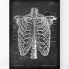 Codex Anatomicus Skull & Skeleton^Rib cage anatomy - Chalkboard