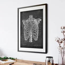 Codex Anatomicus Skull & Skeleton^Rib cage anatomy - Chalkboard