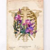 Codex Anatomicus Skull & Skeleton^Rib cage anatomy - Floral - Vintage