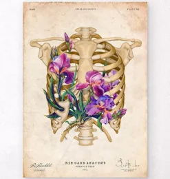 Codex Anatomicus Skull & Skeleton^Rib cage anatomy - Floral - Vintage