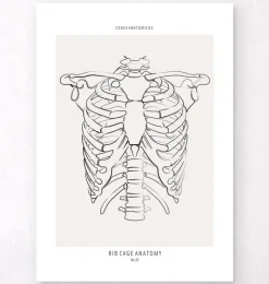 Codex Anatomicus Skull & Skeleton^Rib cage anatomy - Line Art