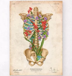 Codex Anatomicus Skull & Skeleton^Rib cage anatomy II - Floral - Vintage