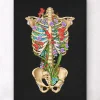 Codex Anatomicus Skull & Skeleton^Rib cage anatomy II - Floral - Black