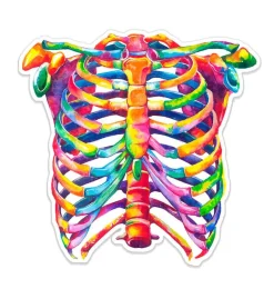 Codex Anatomicus Stickers^Rib cage anatomy sticker - Watercolor Splash