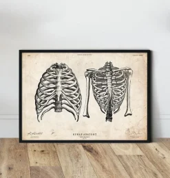 Codex Anatomicus Skull & Skeleton^Rib cage print II