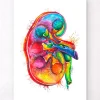 Codex Anatomicus Kidney & Liver^Right kidney anatomy - Watercolor splash