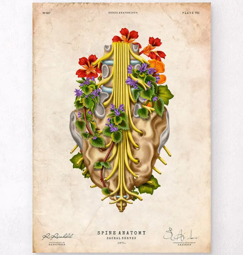 Codex Anatomicus Skull & Skeleton^Sacral nerves - Floral - Vintage