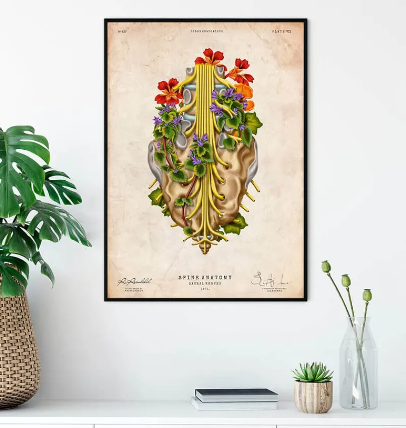 Codex Anatomicus Skull & Skeleton^Sacral nerves - Floral - Vintage