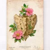 Codex Anatomicus Skull & Skeleton^Sacrum and Coccyx - Floral - Vintage