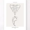 Codex Anatomicus Skull & Skeleton^Sacrum and Coccyx - Line Art