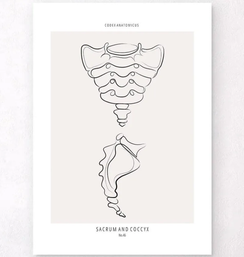 Codex Anatomicus Skull & Skeleton^Sacrum and Coccyx - Line Art