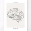 Codex Anatomicus Brain Anatomy^Sagittal Brain - Line Art