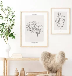 Codex Anatomicus Brain Anatomy^Sagittal Brain - Line Art