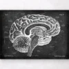 Codex Anatomicus Brain Anatomy^Sagittal brain anatomy - Chalkboard