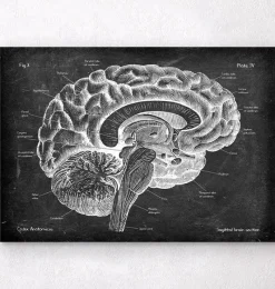 Codex Anatomicus Brain Anatomy^Sagittal brain anatomy - Chalkboard