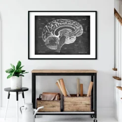 Codex Anatomicus Brain Anatomy^Sagittal brain anatomy - Chalkboard