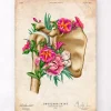 Codex Anatomicus Skull & Skeleton^Shoulder anatomy - Floral - Vintage